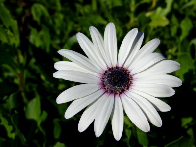 Flower_11.JPG