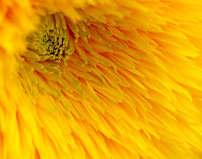 Macro