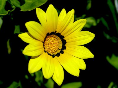 Flower_13.JPG
