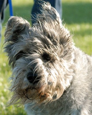 Dogs