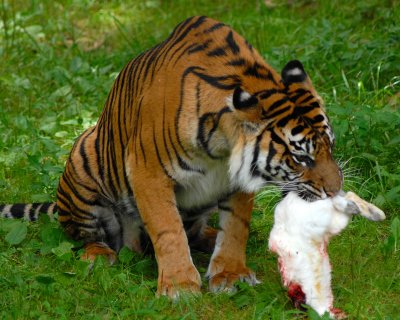 DSC_0906.JPG