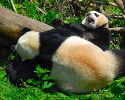 Pandas