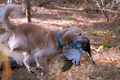 DSC_0113.JPG