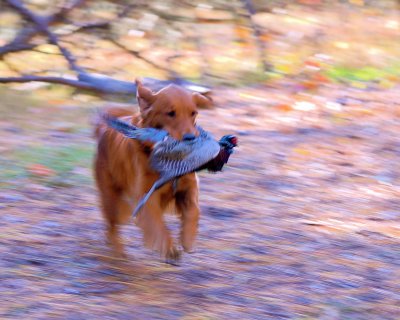 DSC_0009.JPG