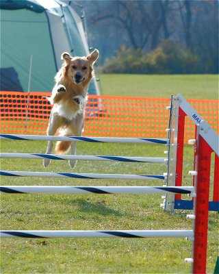 Pilot - The Golden Retriever