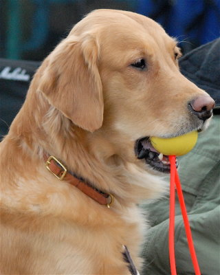All other dogs