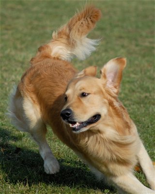 Pilot - The Golden Retriever