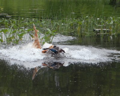 DSC_0039.JPG