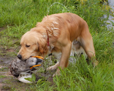 DSC_0223.JPG