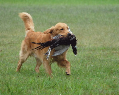 DSC_0594.JPG