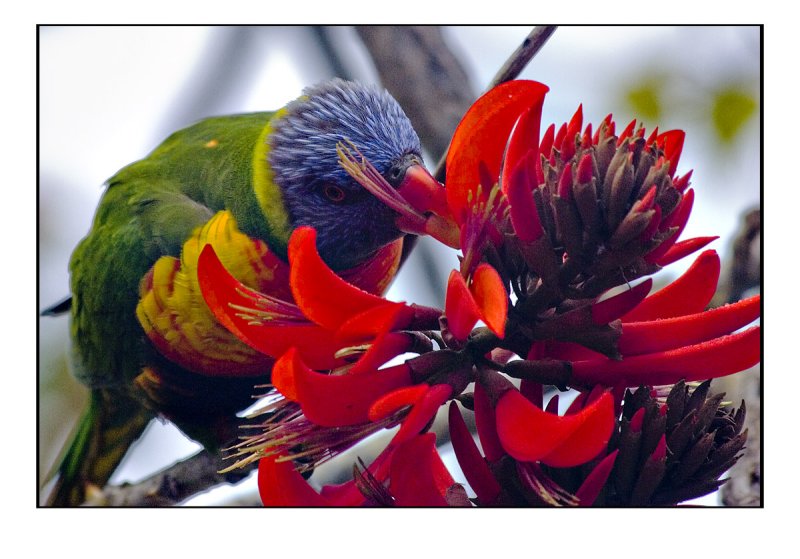 rainbow lorikeet in flame tree on UWA grounds