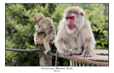 Iwatayama Monkey Park