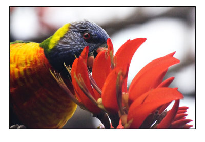 rainbow lorikeet in flame tree on UWA grounds