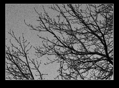 wintertree2.jpg