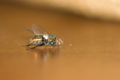 Fruit Fly