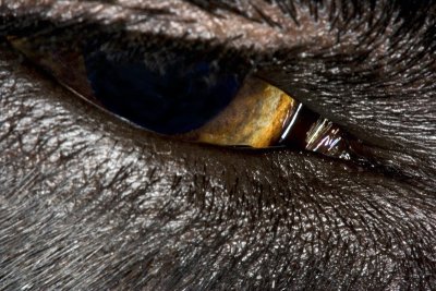 Intense Stare