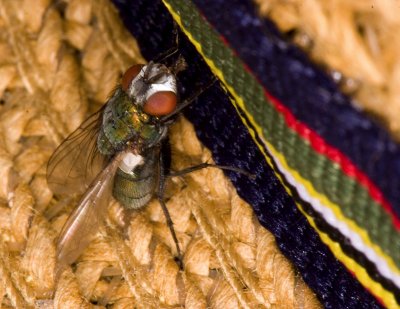 Fly on a Hat