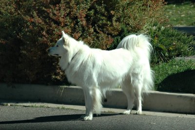 WhiteDog.JPG