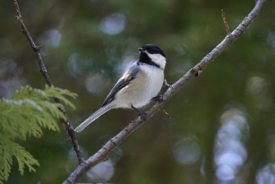 Mésange à tête noire / Black Cap Chickadee