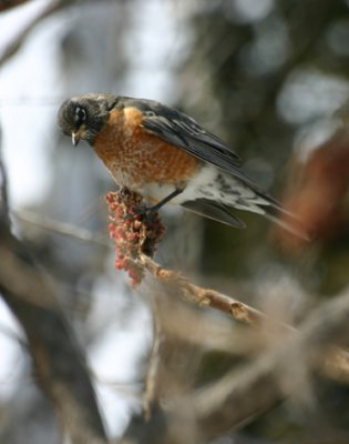 Merle d'Amérique / American Robin