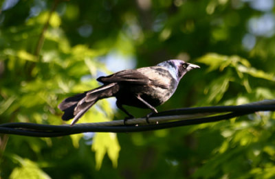 Quiscale bronzé / Common Grackle