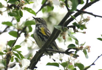 Paruline à croupion jaune /Yellow-rumped Warbler