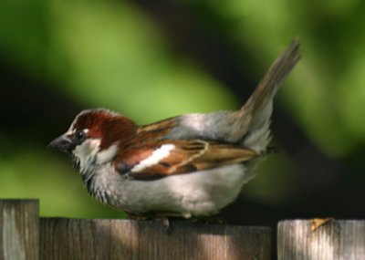 Moineau domestique / House Sparrow