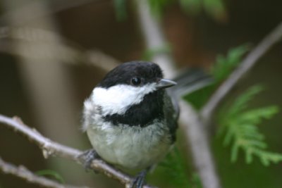 Mésange par Antoine / Black Cap Chickadee by Antoine