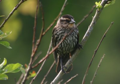 Bruant des prs / Savannah Sparrow