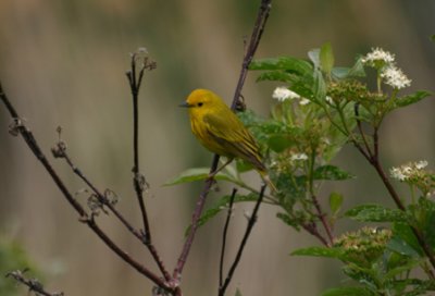 Paruline jaune / Yellow Warbler
