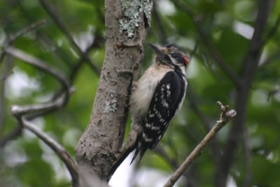 Pic mineur/ Downy Woodpecker