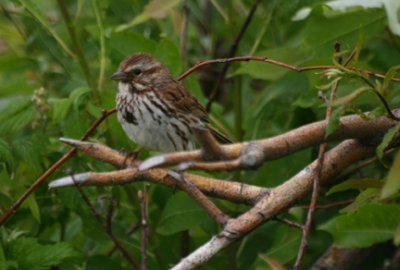 Bruant des marais, Swamp Sparrow