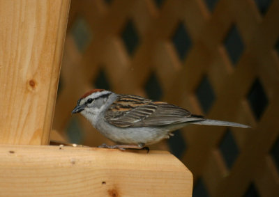 Bruant familier / Chipping Sparrow.jpg