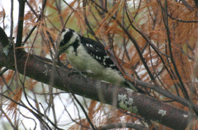 Pic mineur/ Downy Woodpecker