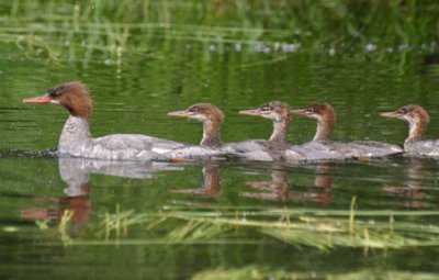Harles huppés / Red-Breasted Merganser