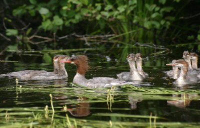 Harles huppés / Red-Breasted Merganser