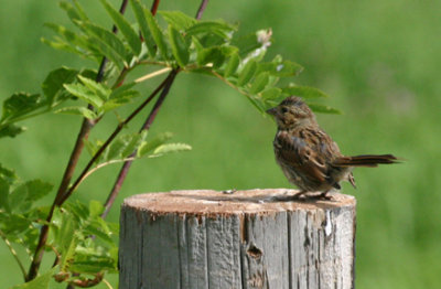 Bruant / Sparrow