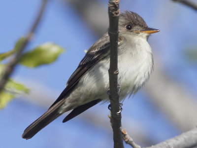 Eastern Wood-Peewee