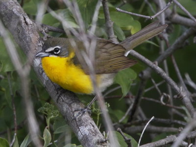 Yellow-breasted Chat