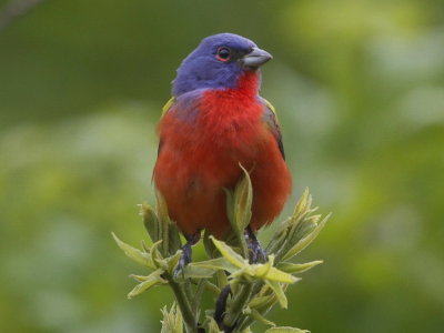 Painted Bunting