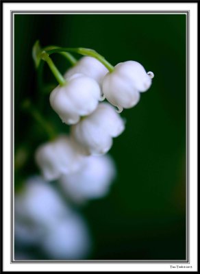 Lily of the Valley - Muguet