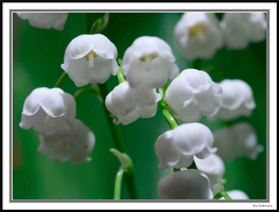 Lily of the Valley - Muguet