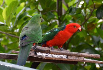 King Parrot pair