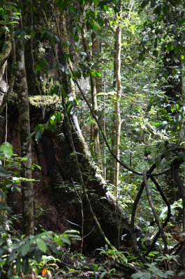 rainforest buttress