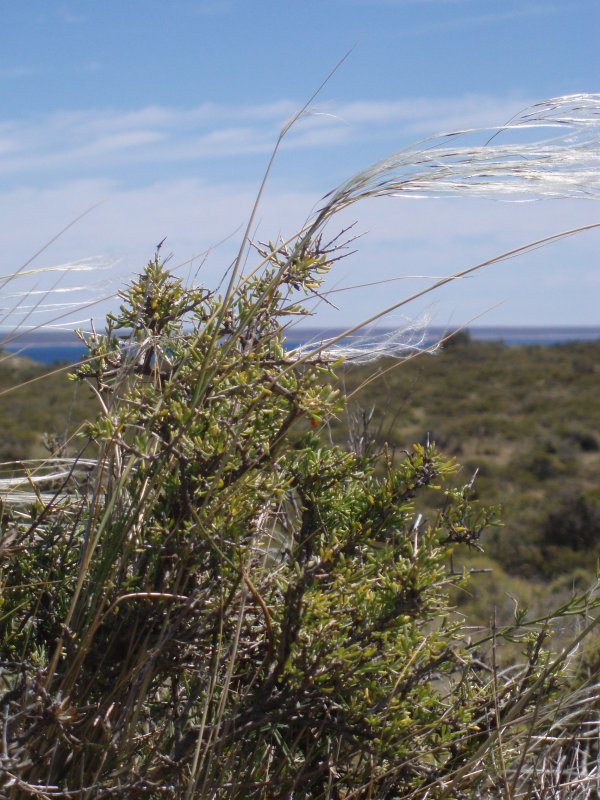 Pampas grass