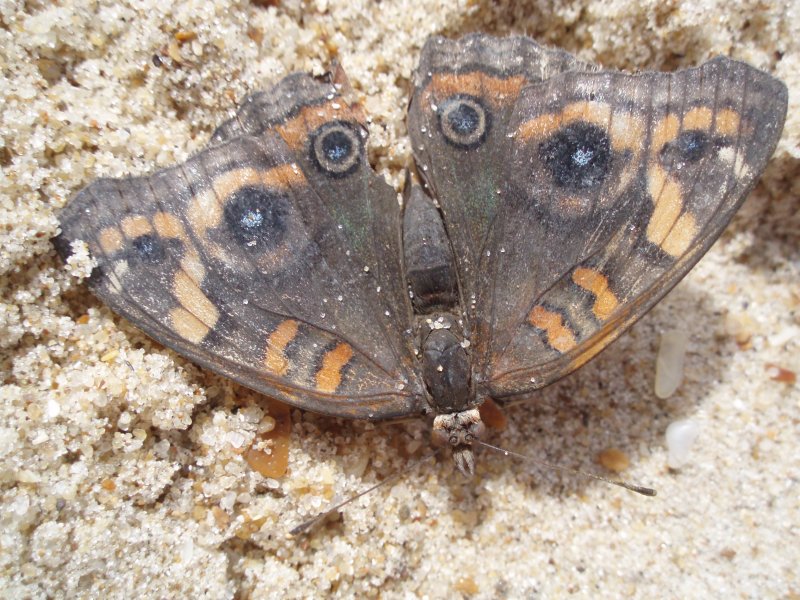 Dried out Uruguian Butterfly