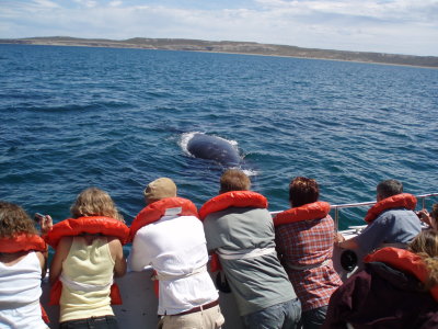 Right Whales at Peninsula Valdes