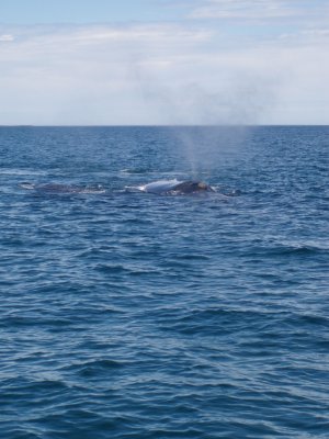 Right Whales at Peninsula Valdes - blowing!