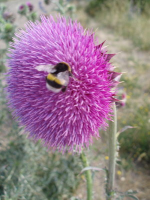 Thistle with Bee