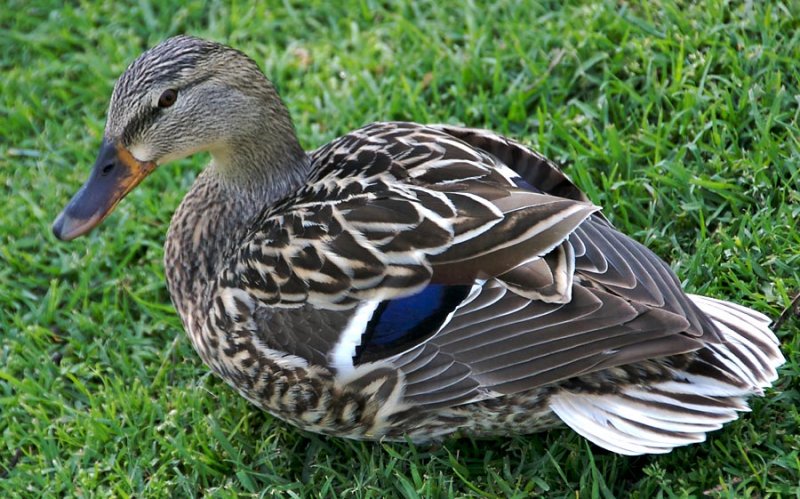 Female Mallard